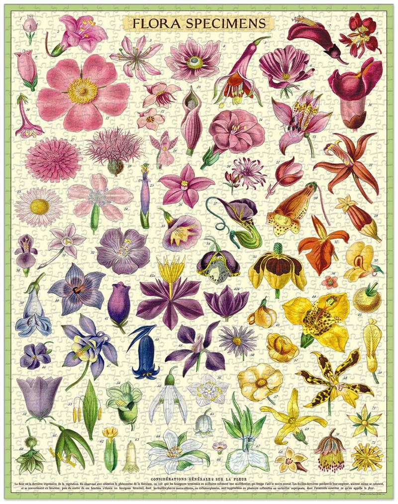 Flora Specimens 1000 Pce - Vintage Puzzle
