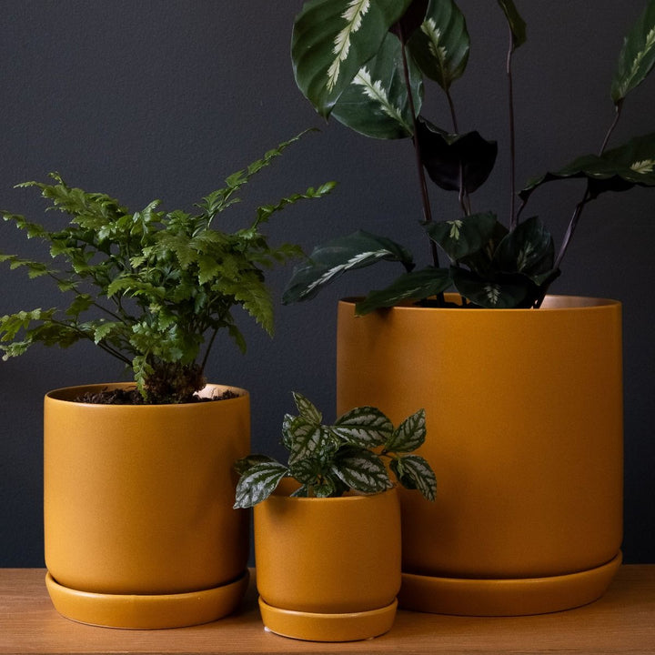 XL Oslo Planter Tobacco