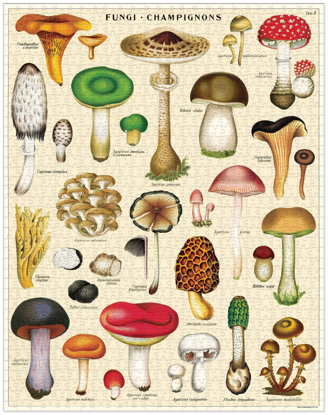 Mushrooms Vintage Puzzle - 1000 pieces