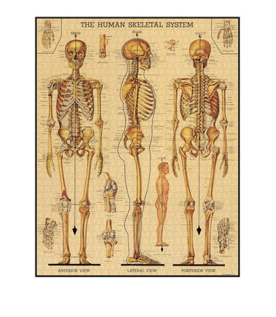 Cavallini & Co. Skeletal System Vintage Puzzle - 1000 pieces